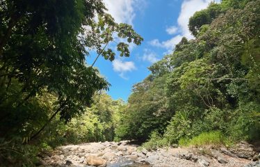 JUNGLE DREAMS FARM: WHERE NATURE MEETS SERENITY – 20 ACRES